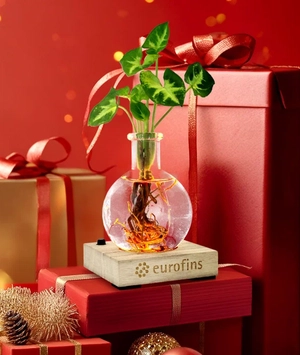 Plante vase avec socle lumineux personnalisable