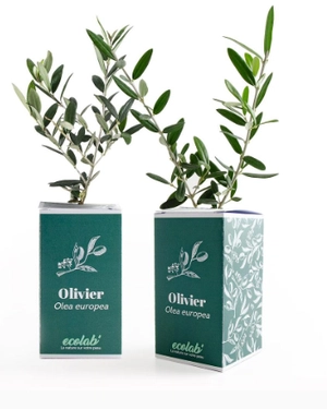 Petit plant plant d'olivier en cube carton imprimé personnalisable