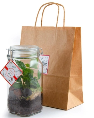 Terrarium bocal 1.5L caféier personnalisable