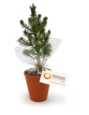 Plant d'arbre résineux pot terre cuite personnalisable