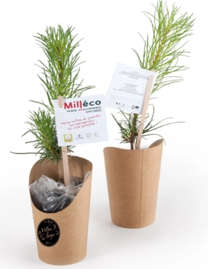 Petit plant de pin en pot carton kraft personnalisable