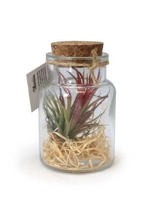 Terrarium Tillandsia petit modèle, avec bouchon en liège personnalisable