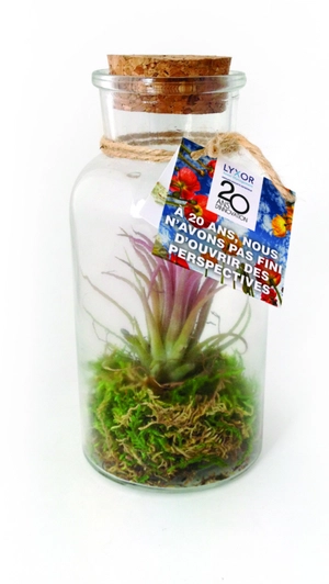 Terrarium Tillandsia grand modèle, avec bouchon en liège personnalisable