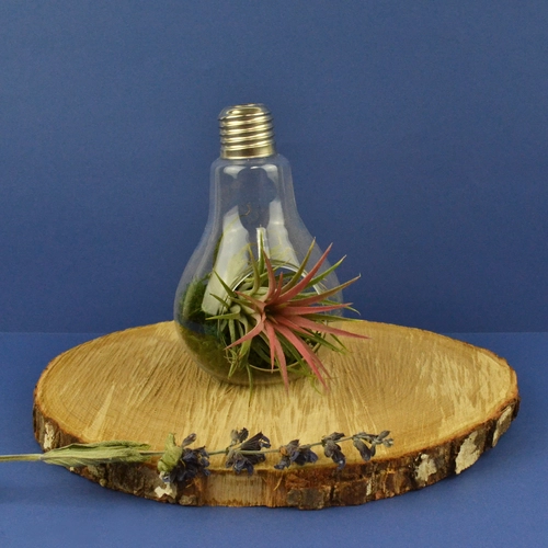 image du produit Ampoule tillandsia personnalisable