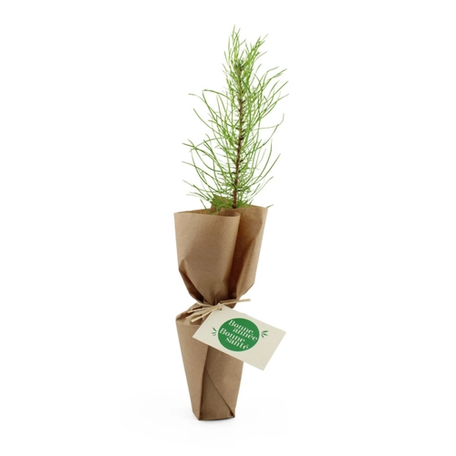 image du produit Arbre en pot de cellulose assemblé en france - produit vertueux par excellent