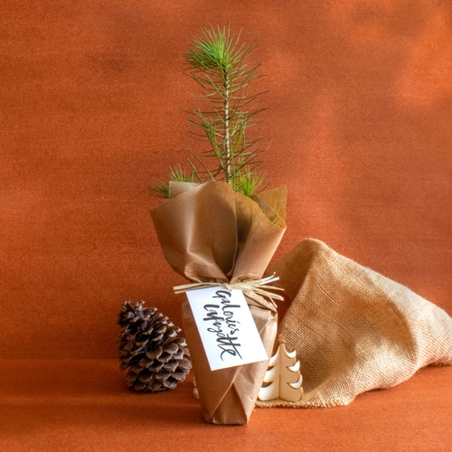 image du produit Arbre en pot de cellulose assemblé en france - produit vertueux par excellent