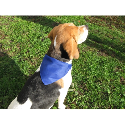 image du produit Collier pour chien avec foulard