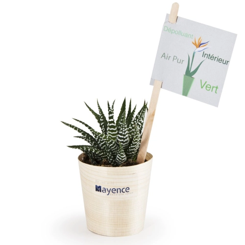 image du produit Haworthia en feuille bois de hêtre