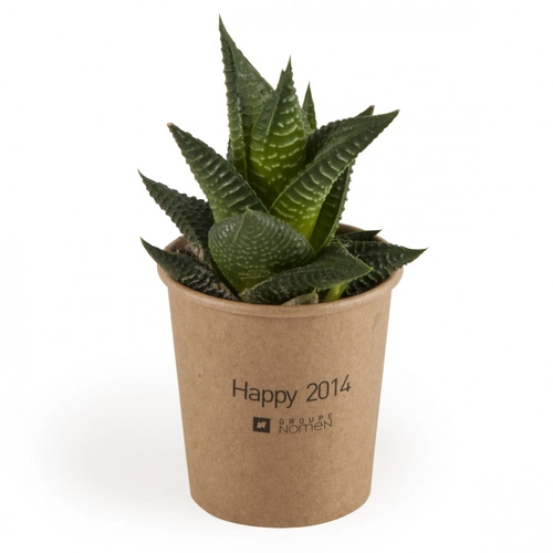 image du produit Haworthia en gobelet carton