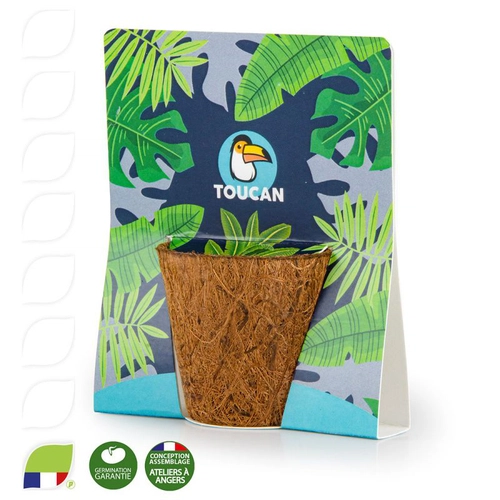 image du produit Kit avec pot en fibres de coco biodégradable - 100% BIO