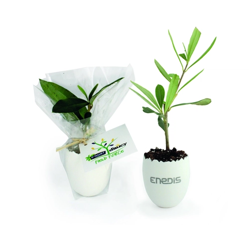 image du produit L'oeuf Mini Plant Arbre