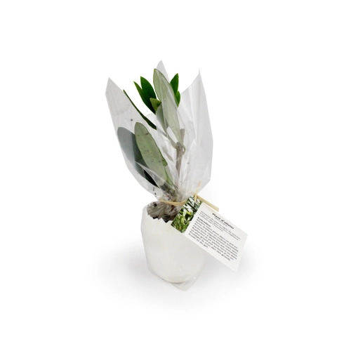 image du produit L'oeuf Mini Plant Arbre