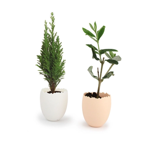 image du produit L'oeuf Mini Plant Arbre