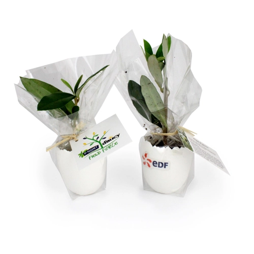 image du produit L'oeuf Mini Plant Arbre