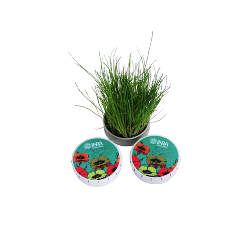 image du produit La Boîte à graines Clic-clac; kit de plantation