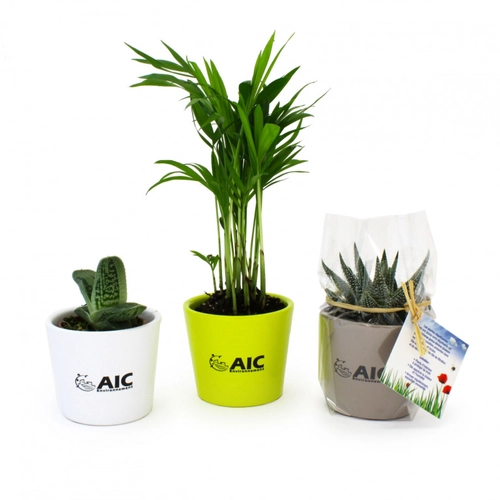 image du produit Mini plante dépolluante en pot ceramique