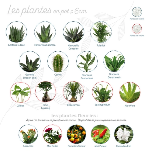 image du produit Mini plante dépolluante en pot ceramique