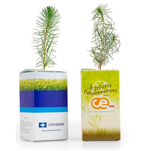 image du produit Petit plant de pin en cube carton imprimé