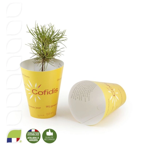 image du produit Petit plant de pin en pot biodégradable