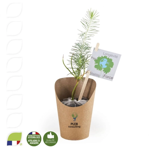 image du produit Petit plant de pin en pot carton kraft