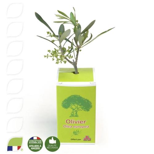 image du produit Petit plant plant d'olivier en cube carton imprimé