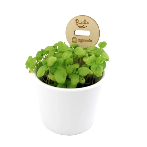 image du produit Pic bois avec gélule