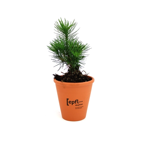 image du produit Plant d'arbre résineux pot terre cuite