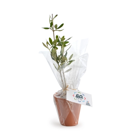 image du produit Plant d'arbre résineux pot terre cuite