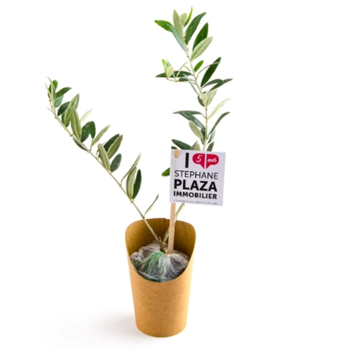 image du produit Plant d'olivier en pot carton kraft