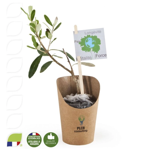 image du produit Plant d'olivier en pot carton kraft