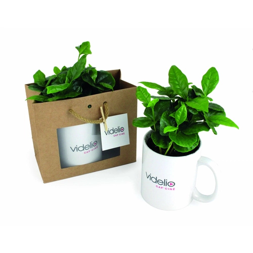 image du produit Plant de Caféier avec mug personnalisable