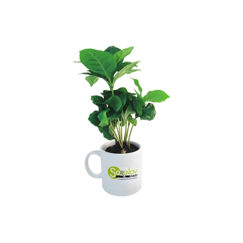 image du produit Plant de Caféier avec mug personnalisable