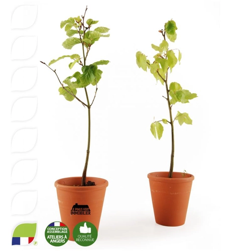 image du produit Plant de hêtre pot terre cuite