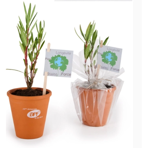 image du produit Plant de laurier pot terre cuite 