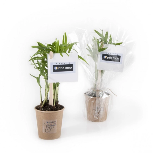 image du produit Plante dépolluante en gobelet carton - Chamaedorea