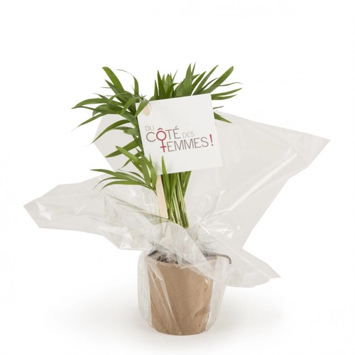 image du produit Plante dépolluante en gobelet carton - Chamaedorea