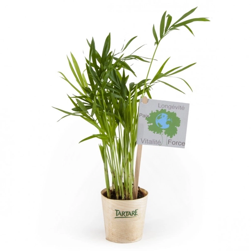 image du produit Plante dépolluante en pot feuille bois de hêtre - Chamaedorea