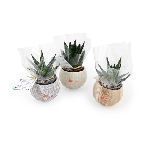 image du produit Plante pot céramique aimanté effet bois