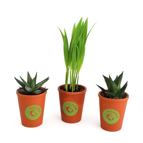 image du produit Plante pot terre cuite Ø7cm