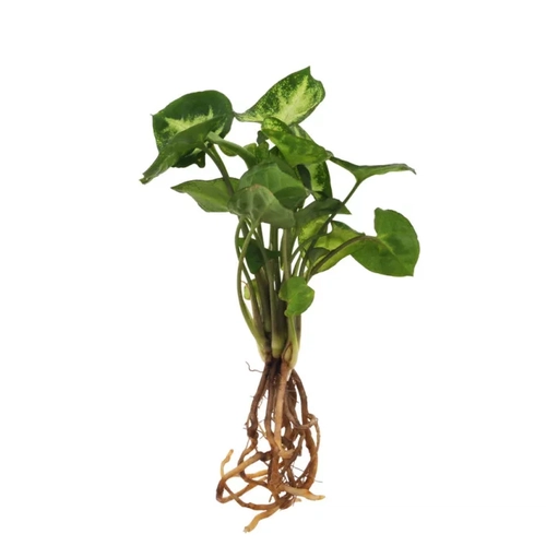 image du produit Plante vase avec socle lumineux