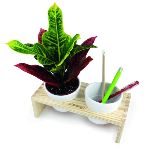 image du produit Plateau en bois avec plant et 2 pots céramique