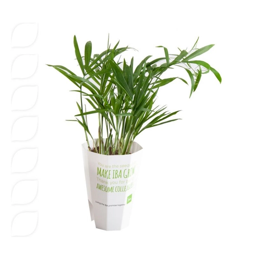 image du produit Porte plante d'ordinateur quadri - Chamaedorea