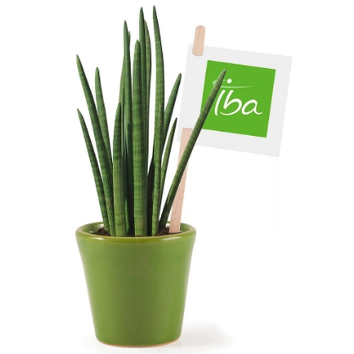 image du produit Sansevieria plante spaghetti