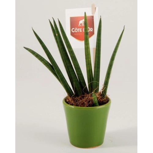 image du produit Sansevieria plante spaghetti