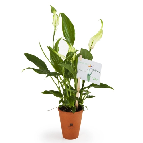 image du produit Spathiphyllum en pot terre cuite