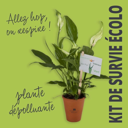 image du produit Spathiphyllum en pot terre cuite