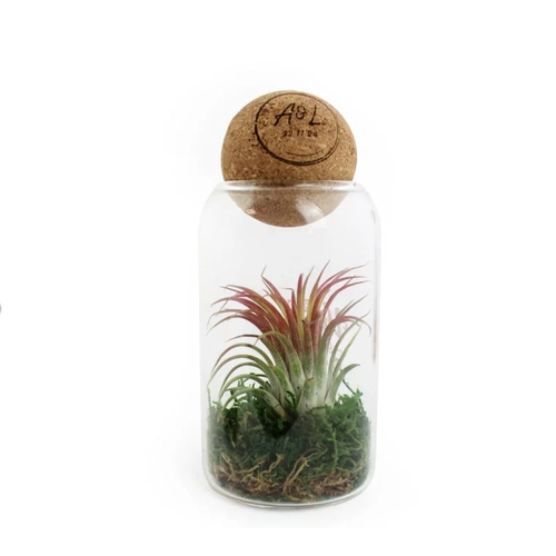 image du produit Terrarium avec boule en liège avec Tillandsia