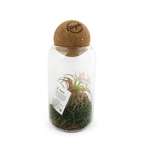 image du produit Terrarium avec boule en liège avec Tillandsia