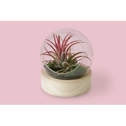 image du produit Terrarium Globe avec socle en bois