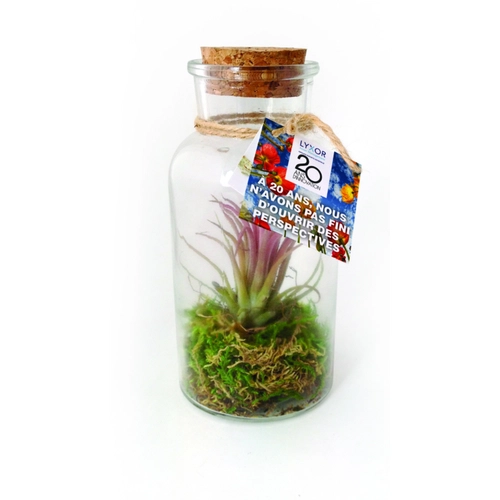 image du produit Terrarium Tillandsia grand modèle, avec bouchon en liège